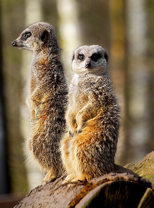 Two meerkats standing on hind legs. One looks off to the left, the other stares directly into the camera