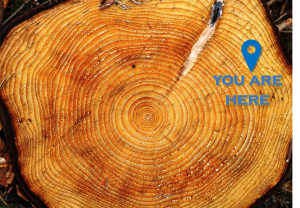 a cross-section of a tree with the rings visible. a place marker sits on an out ring and reads "you are here"