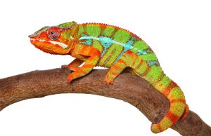 Chameleon crawling on branch isolated on white background