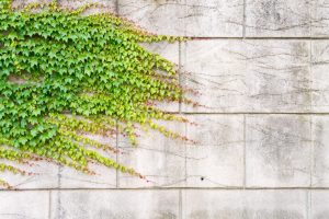 ivy creeping across a wall